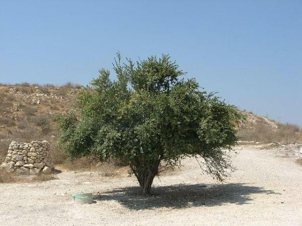 Punica granatum | Pomegranate ‘Wonderful’ | 10 Seeds