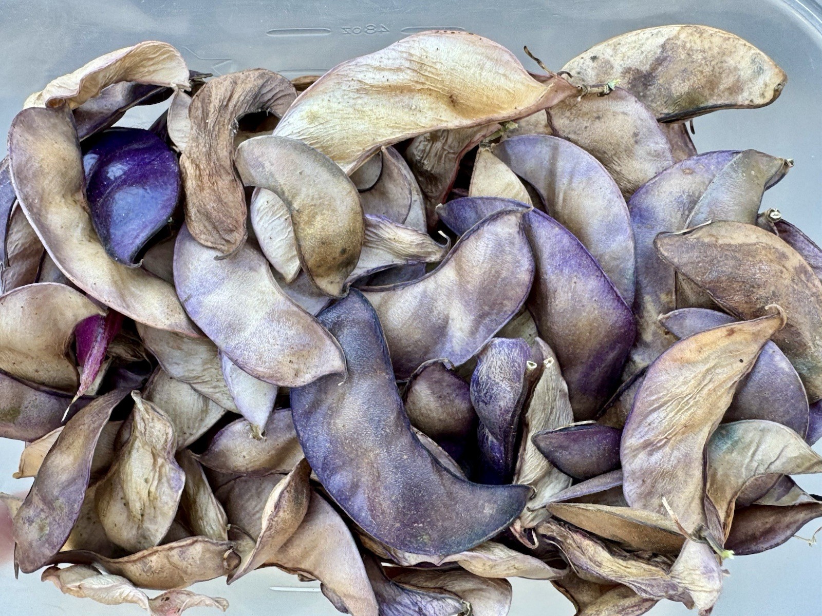 Purple Hyacinth Bean Vine Seeds Fresh Harvest Fall 2026 BULK Seeds/Order