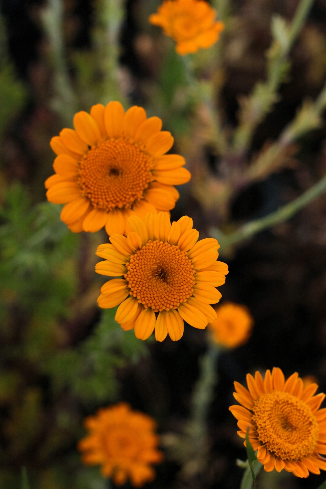 250 ORANGE MARGUERITE DAISY Anthemis Sancti-Johannis Chamomile Flower Herb Seeds