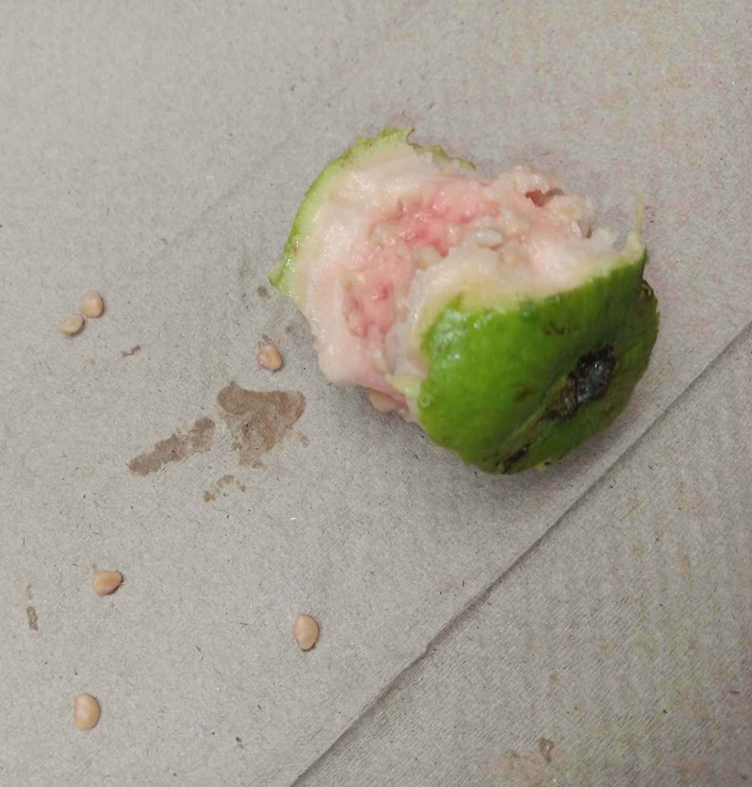 7 Pink Guayaba seeds Guajava Guava Fruit Organic Psidium