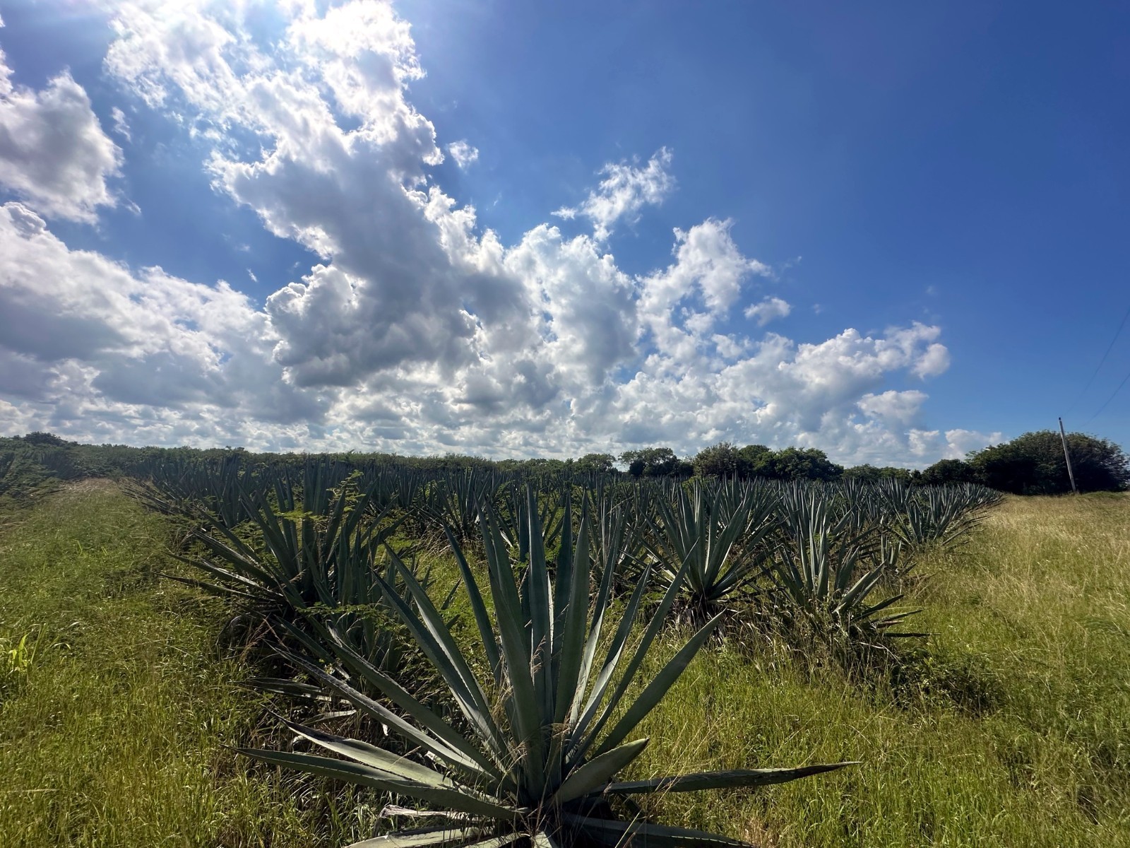 (Agave sisalana) Seeds Rare “Century Plant” Exotic Succulent “Sisal” Cactus Tree