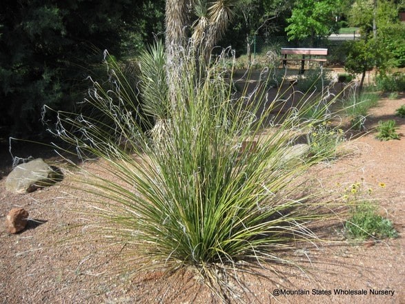 Bear Grass Nodina Microcarpa Seeds Free Shipping!