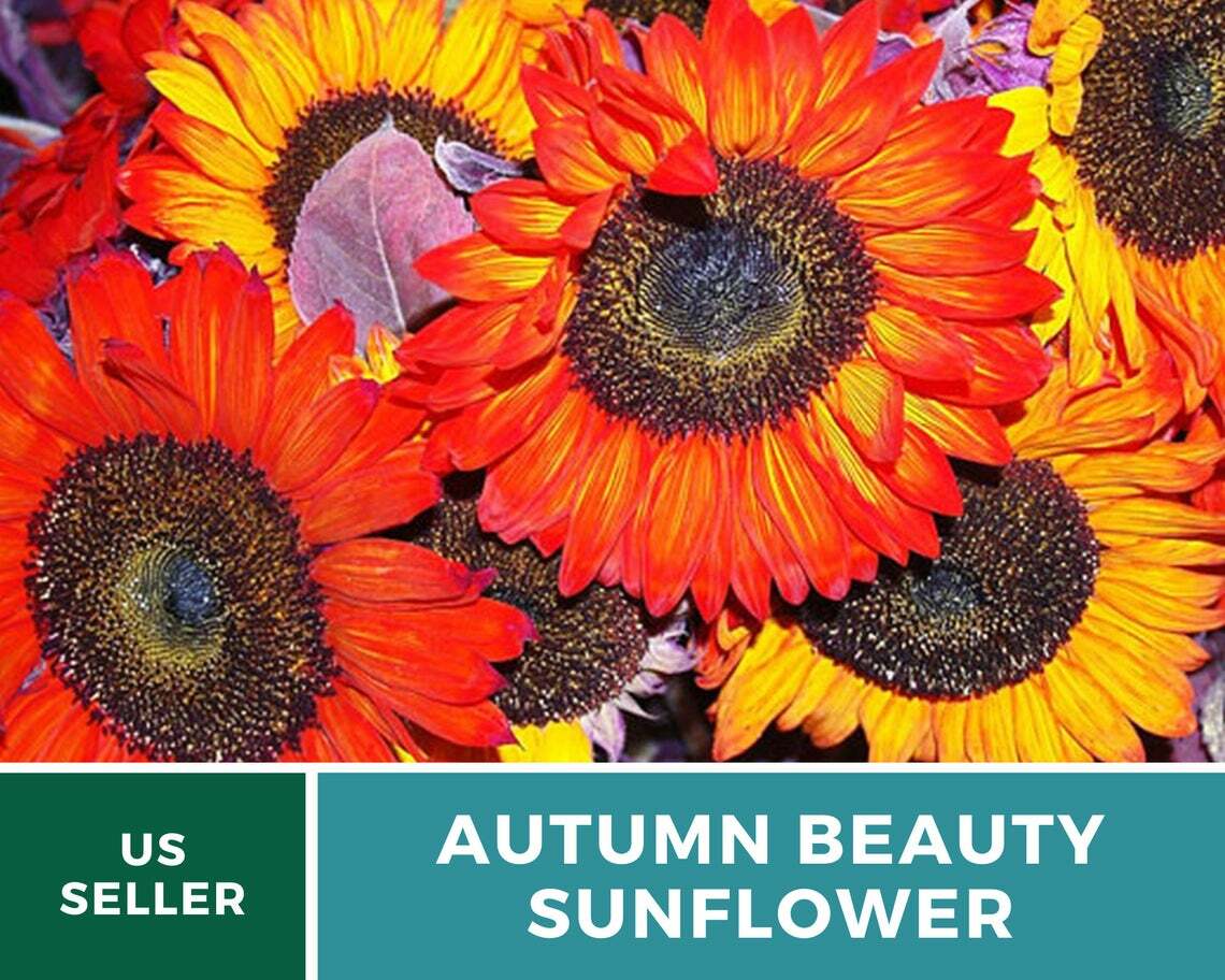Sunflower, Autumn Beauty – 25 Seeds – Fall Colors – Medicinal/Culinary – NonGMO