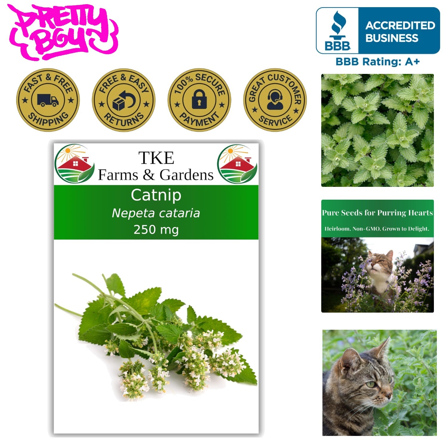 Fresh Catnip Seeds for Planting – Fragrant Herb that Delights Cats and Garden