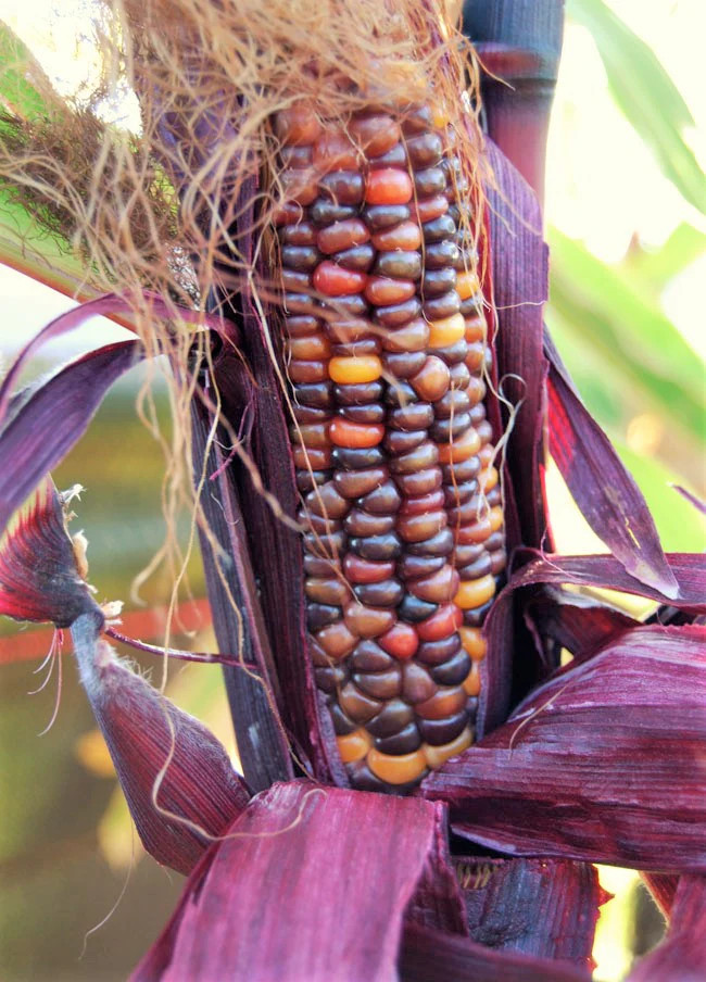 Seneca Red Stalker Ornamental Corn Seeds | Purple Red Husk Dent Indian Seed 2024