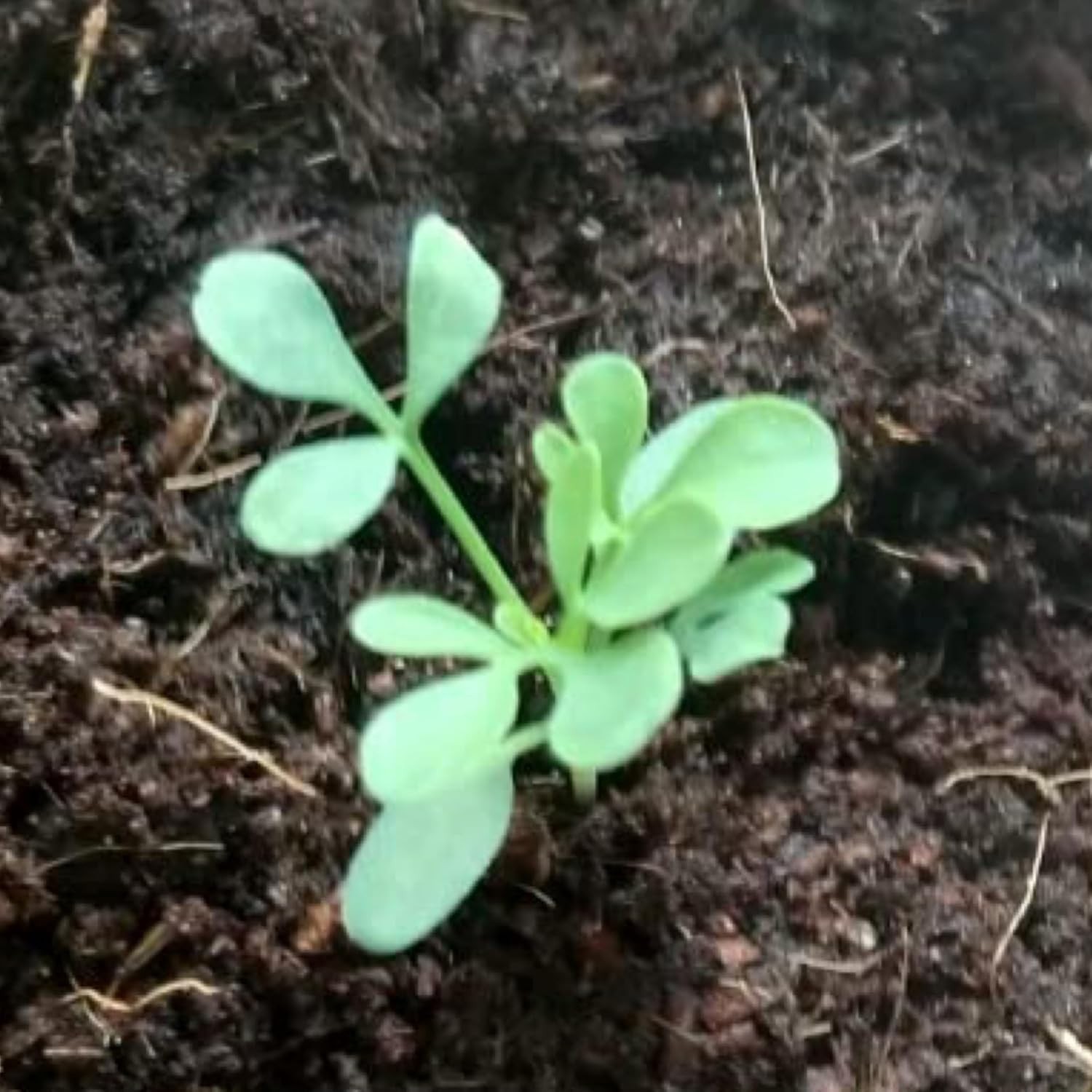 Rue Seeds for Planting – Non-GMO Heirloom & Untreated Perennial Herb Seed to …