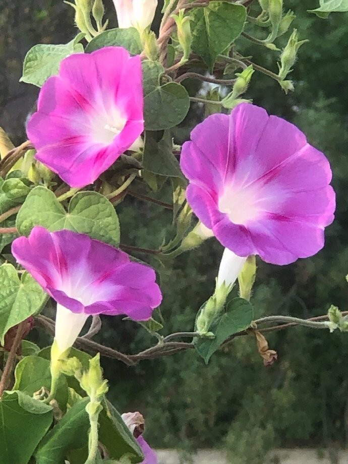 Morning Glory-20 Seeds-Ipomoea nil-Mix color Flower