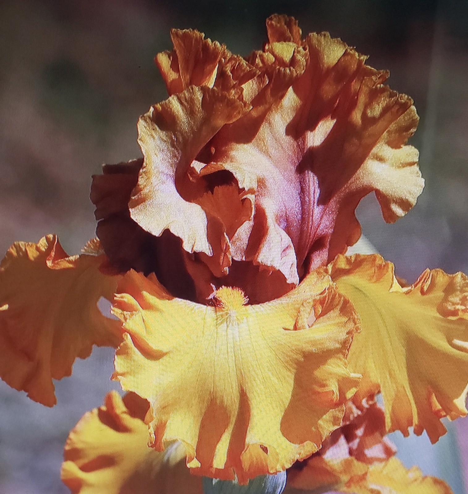 Tall Bearded Iris In Good Company only offer