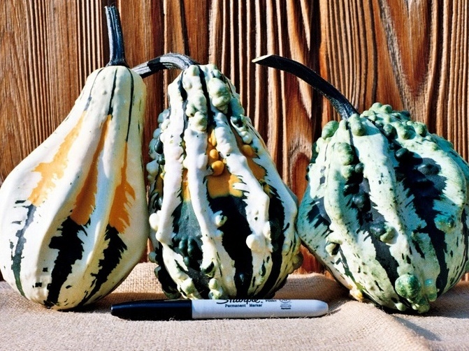 Gourd Seed: Super Wings Gourd Seeds Fresh Seed