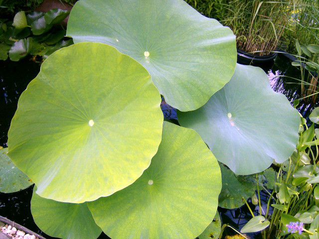 5 LIGHT YELLOW LOTUS SEEDS – Nelumbo Nucifera