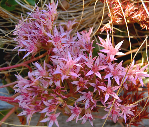 SEDUM PURPLE CARPET STONECROP Sedum Spurium Coccineum – 100 Seeds
