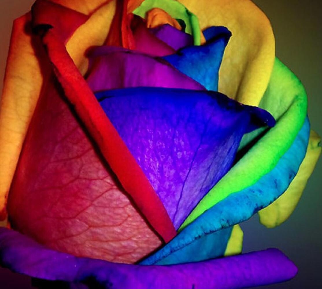 20 SEEDS for Rainbow Color RARE Rose tea flower bud Bush exotic plant USA Seller