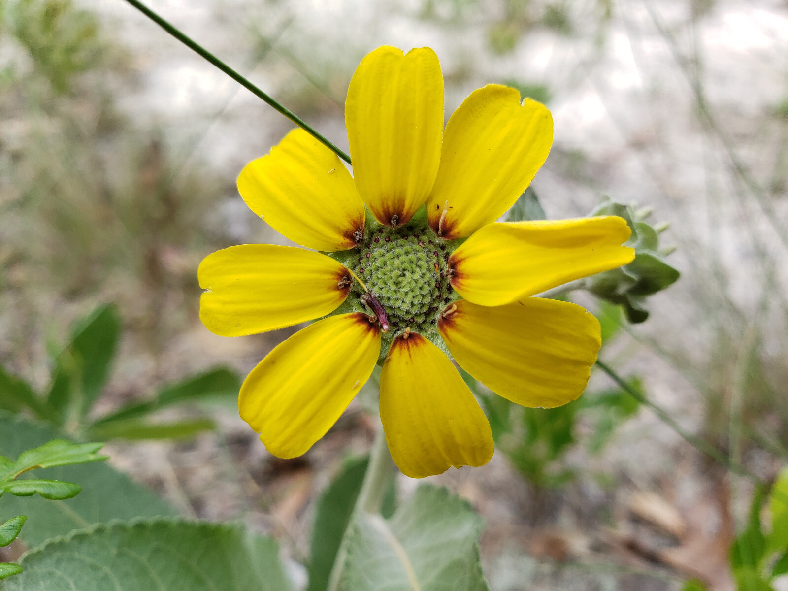 Soft Greeneyes | 15 Seeds | Chocolate Daisy | Florida Native | Organic Flower