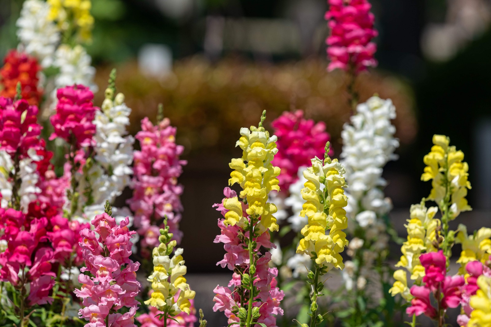 2000 SNAPDRAGON CORONA MIX Antirrhinum Majus Flower Seeds *Flat S/H