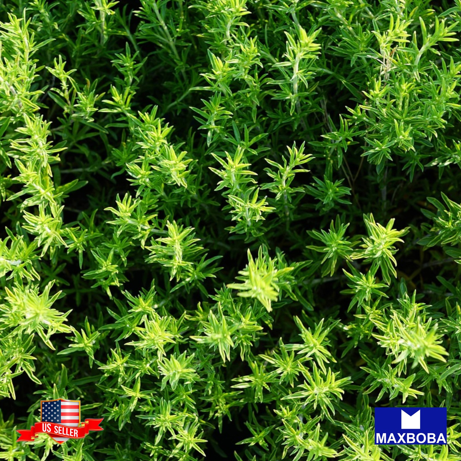 Thyme 1000 Seeds Winter Non-GMO