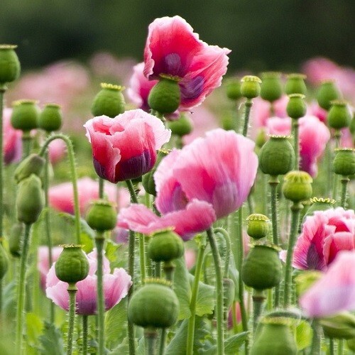 2,500 World’s Largest Giganteum Giant Rattle Poppy Seeds Ready For Planting