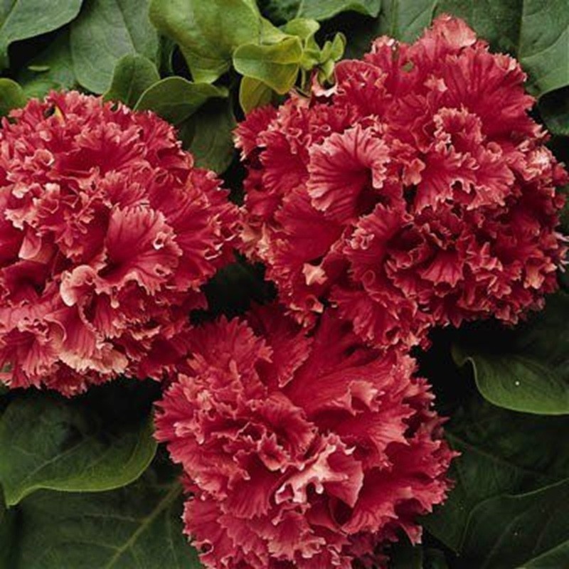 100 Carnation Seeds Dianthus Flowers Seed Flower Perennial “Crimson Wonder”