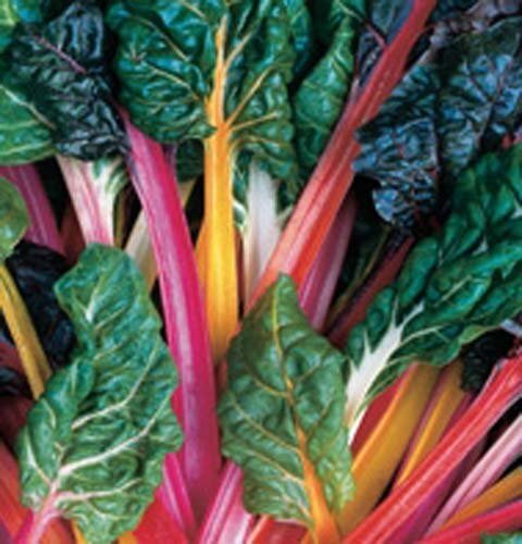 Swiss Chard Rainbow Mixture Heirloom Vegetable by Seed Kingdom 1 Oz Seeds