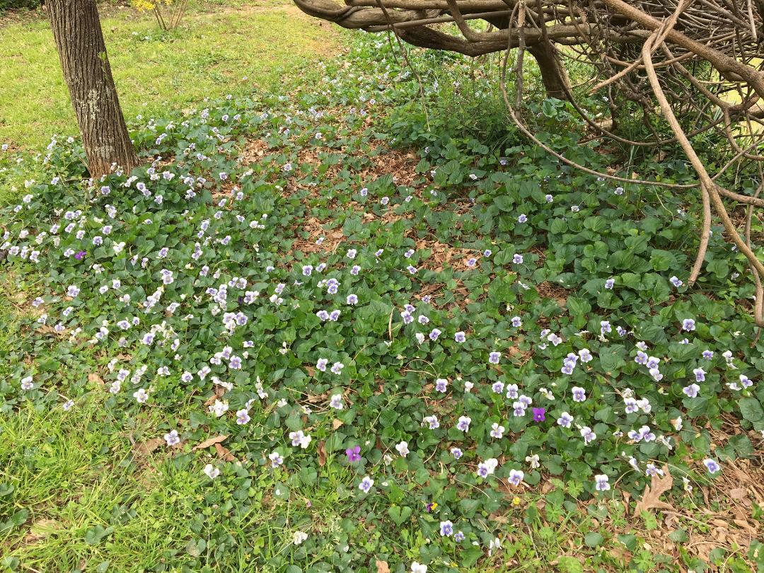 WILD Conderate White With Blue Center VIOLET Flowers Over 25 + SEEDS USA Seller
