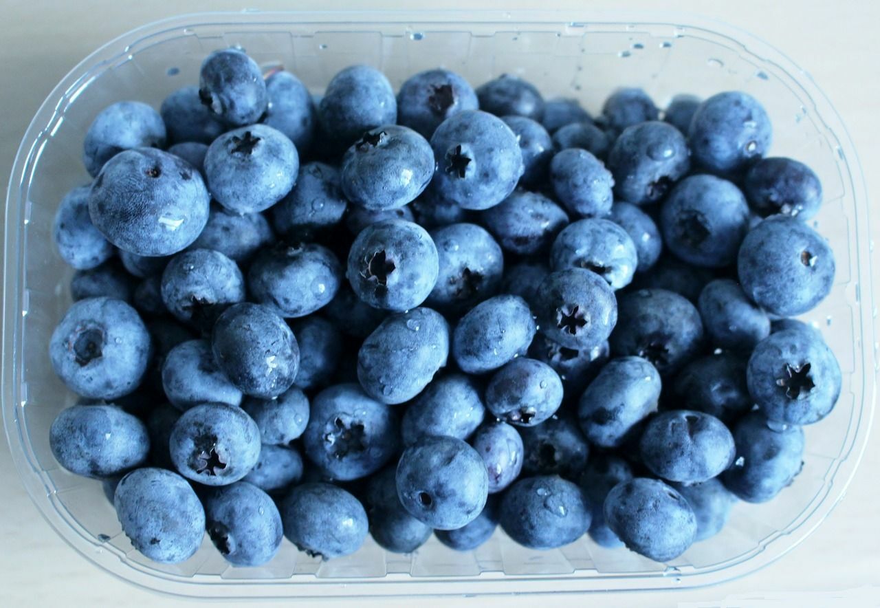 200 Highbush Blueberry Seeds