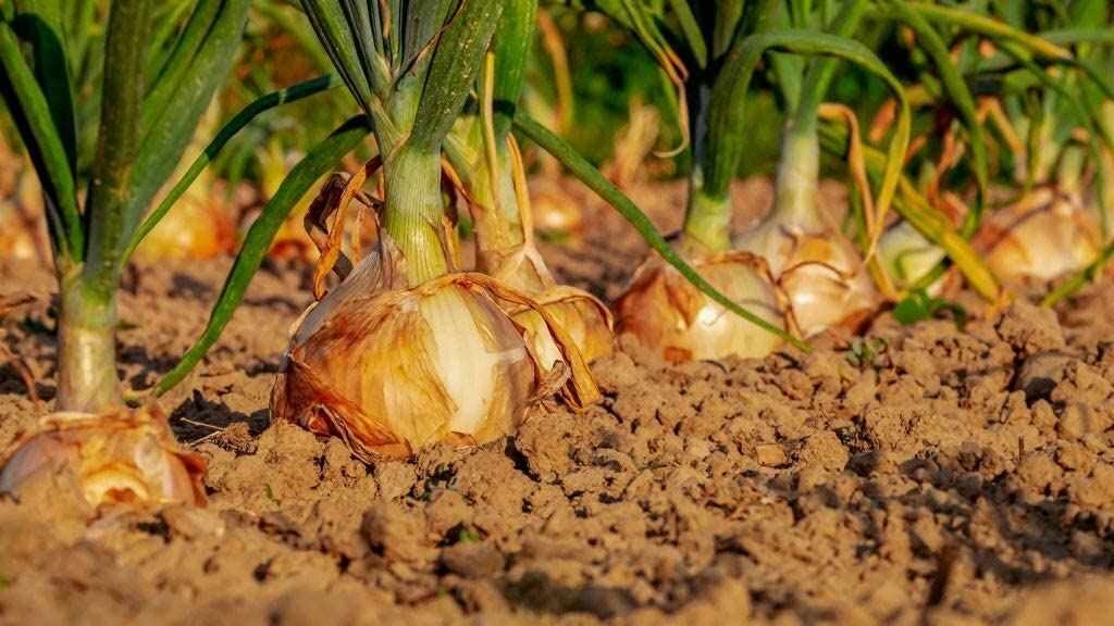 Onion Seeds, Texas Early Grano Onion Seeds,”COOL BEANS N SPROUTS” Brand. Home G