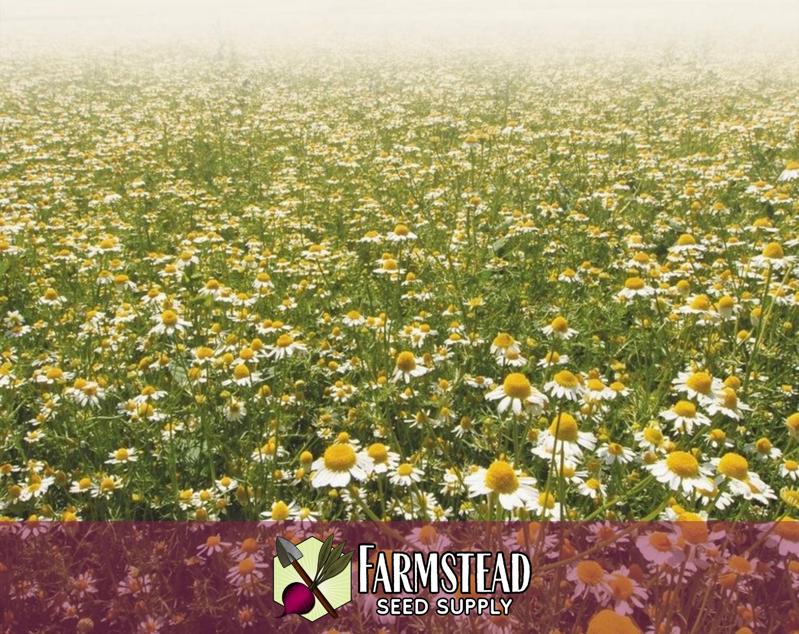 19,400+ Chamomile Seeds [German] Heirloom, Flower & Herb Pollinator Gardening