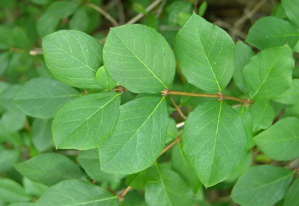 Lonicera fragrantissima | Chinese Honeysuckle | January Jasmine | 75 Seeds