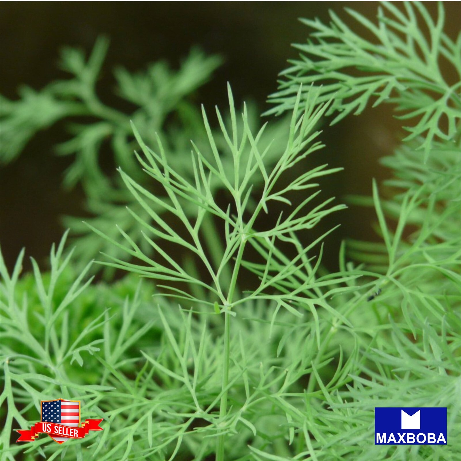 Dill Seeds – Dukat Heirloom Non-GMO