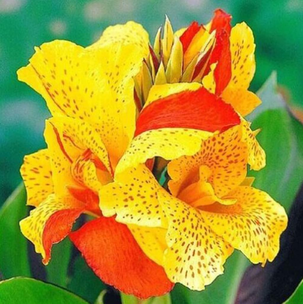 10pcs Canna Lily Seeds Canna x Generalis Cleopatra Ornamental Plant Seeds Home G