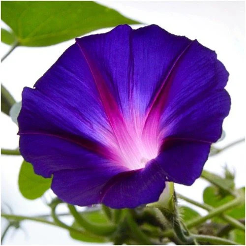 Morning Glory Tall Mix Seeds | Ipomoea Purpurea Multi Color Flower Seed 2025