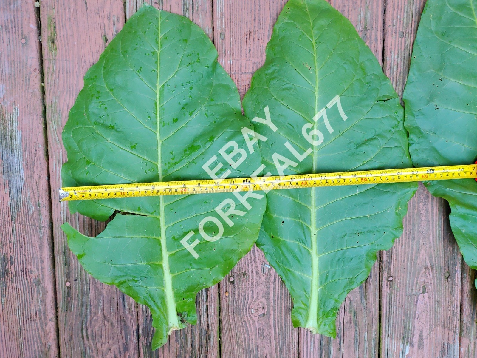 2000+ Virginia Gold Tobacco Seeds Fresh 2022 Crop Growing Instructions Included