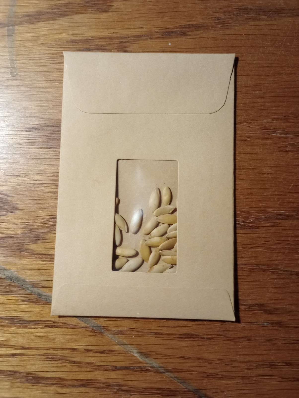 Honeydew Melon Seeds 50 ct Zones 4-11 Collected 2025
