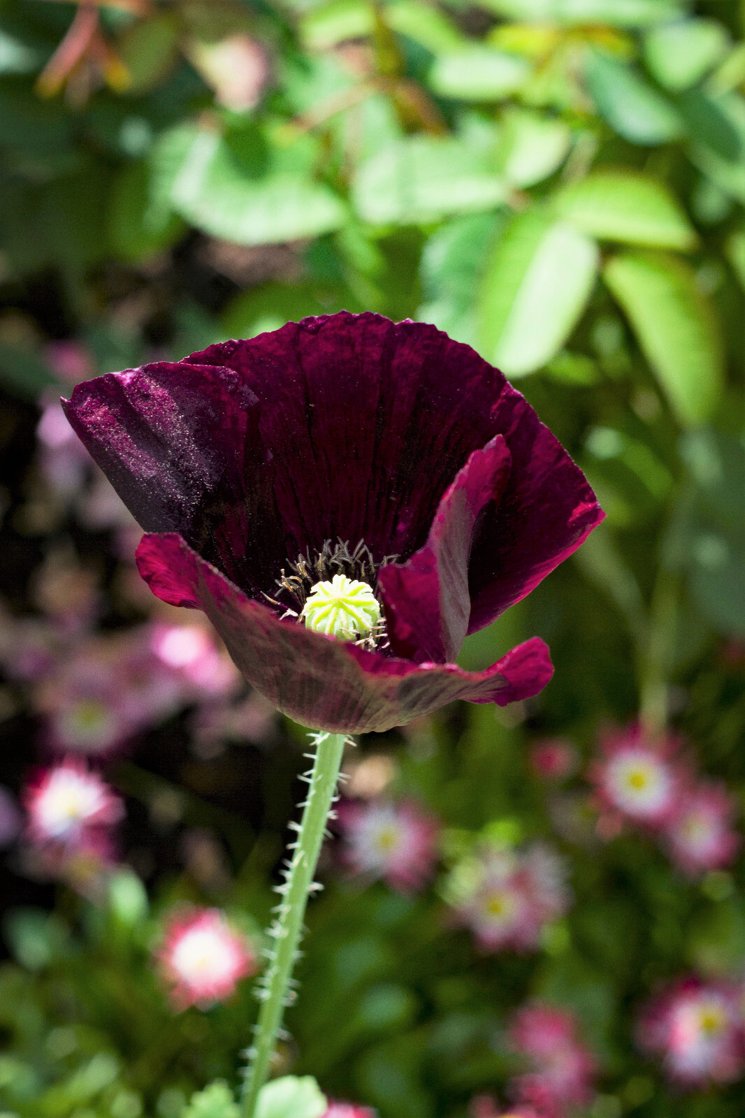 250 Organic AFTER MIDNIGHT POPPY Darkest Purple Near Black Papaver Flower Seeds