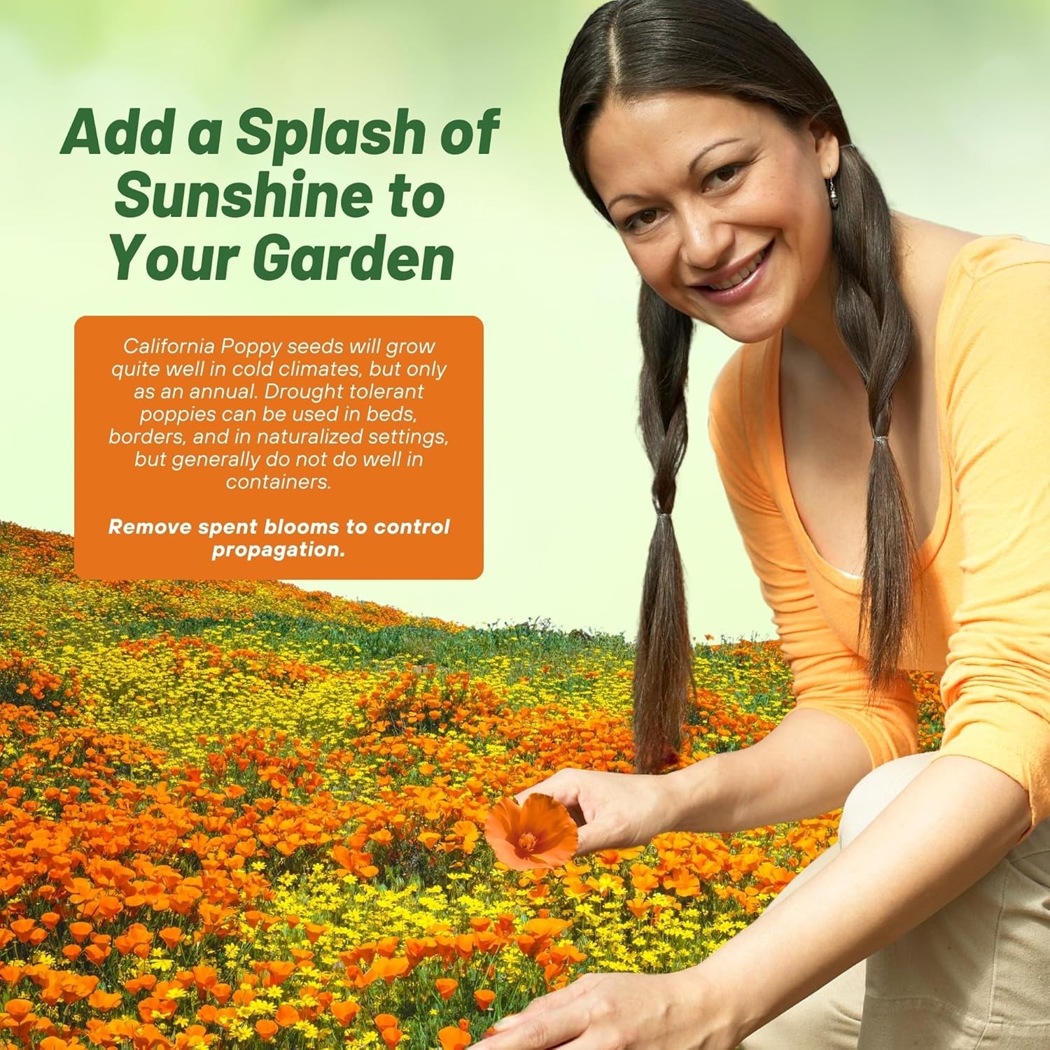 5000 Seeds Orange California Poppy Seeds For Planting | Eschscholzia Wild