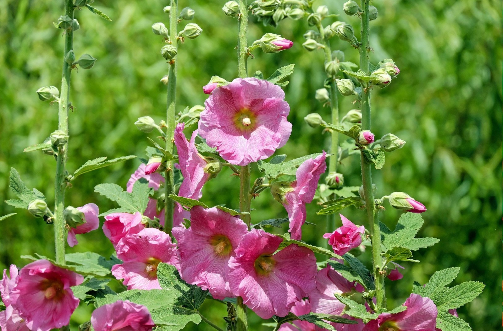 25 Heirloom Flower Seeds- Pink Hollyhock- – Alcea rosea