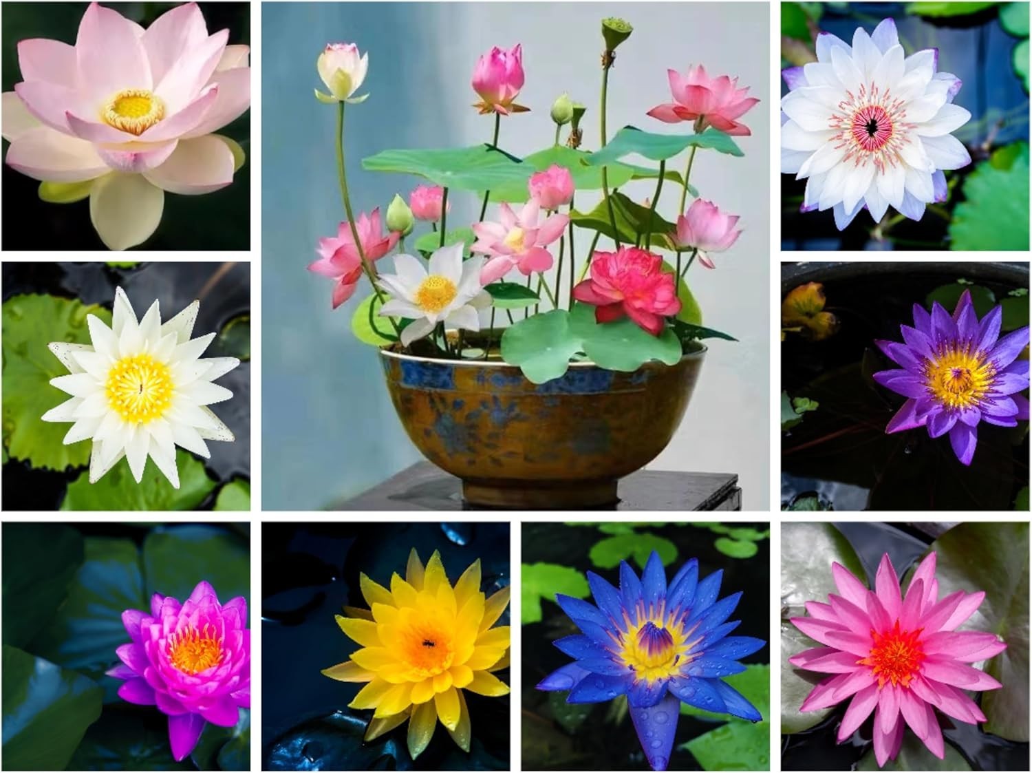 Easy Grow 60PCS Lotus Seeds: Beautiful Mixed Colors for Indoor & Outdoor Spaces
