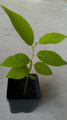 8-12″ Apple Sugar Seedling Plant, Annona Squamosa Custard Tropical FruitTree