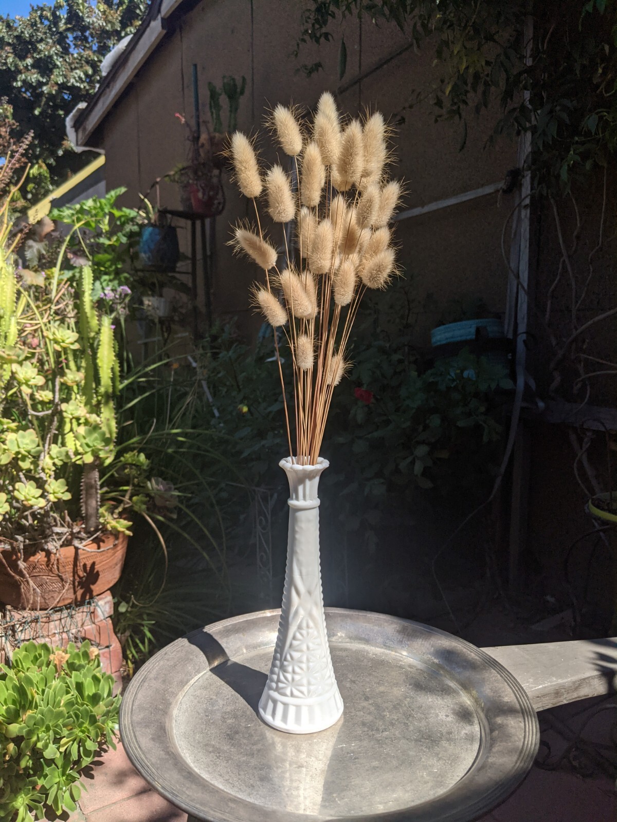 Bunny Tails Grass (200+ SEEDS) Lagurus ovatus Seeds. 2026 Crop. Grown In USA