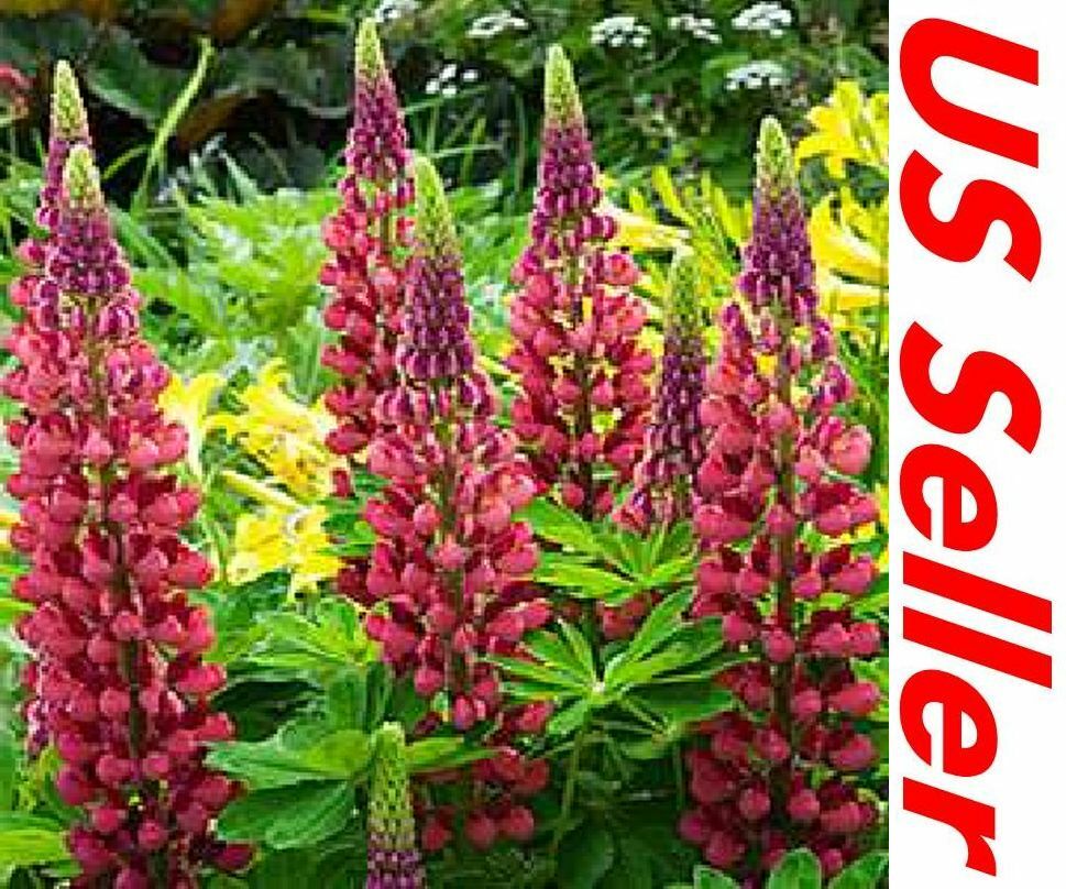 50 Seeds Lupine Seeds G154, My Castle Seeds