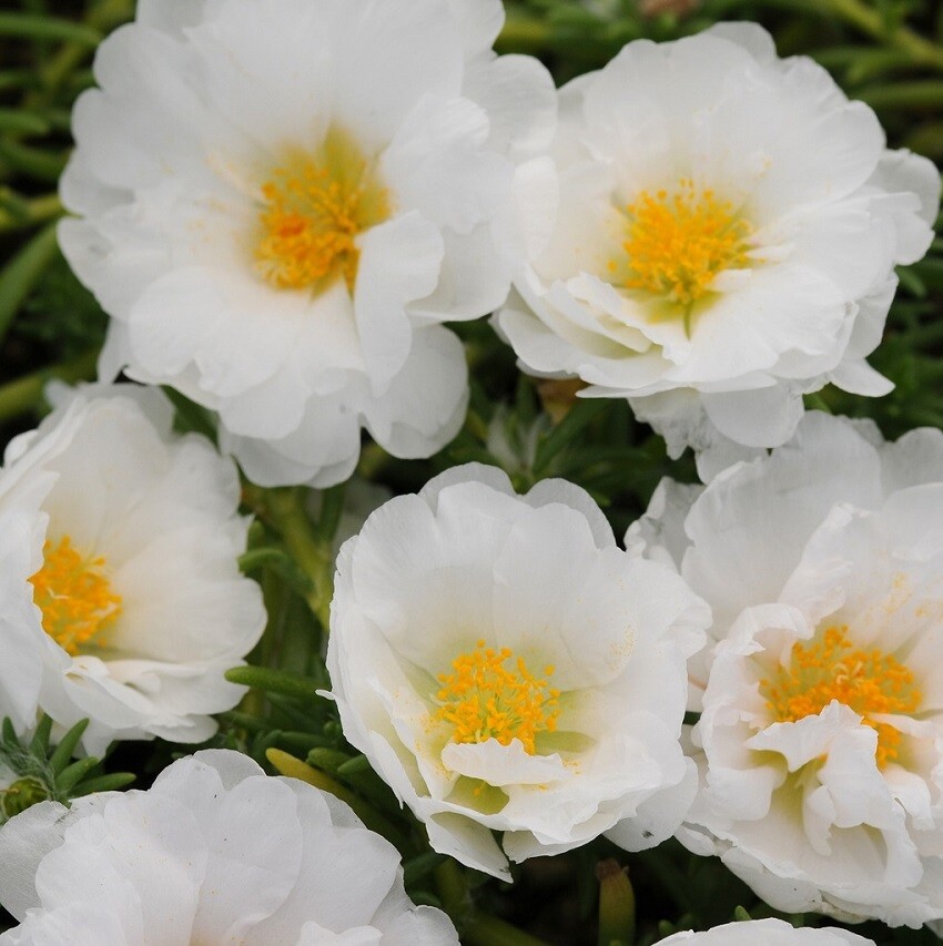 Portulaca Seeds Portulaca Happy Trails White 50 Multi pelleted Seeds Perennial
