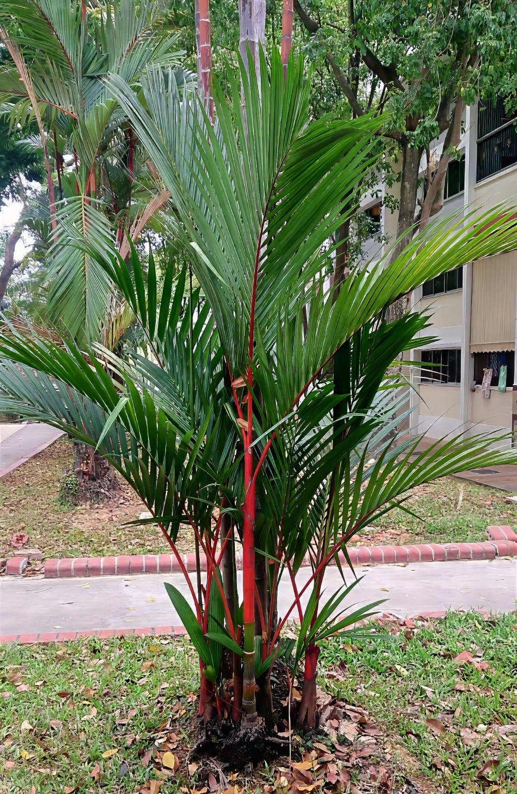 RED SEALING WAX “LIPSTICK PALM” TREE SEEDS (Cyrtostachys renda) House Plant RARE