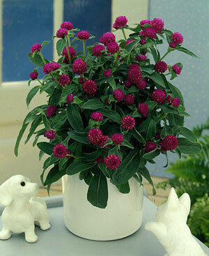 Gomphrena All Around Purple 250 seeds