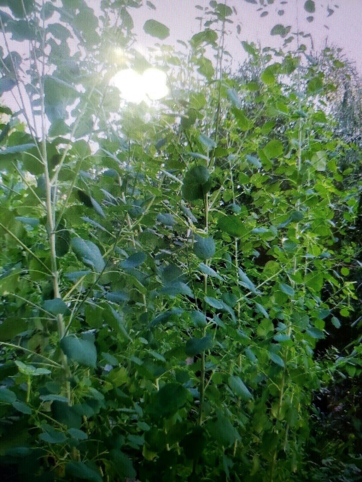 5000 FRESH PAPALO HERB SEED 5000 SEMILLAS DE PAPALO) RECIEN CORTADAS w trackin #