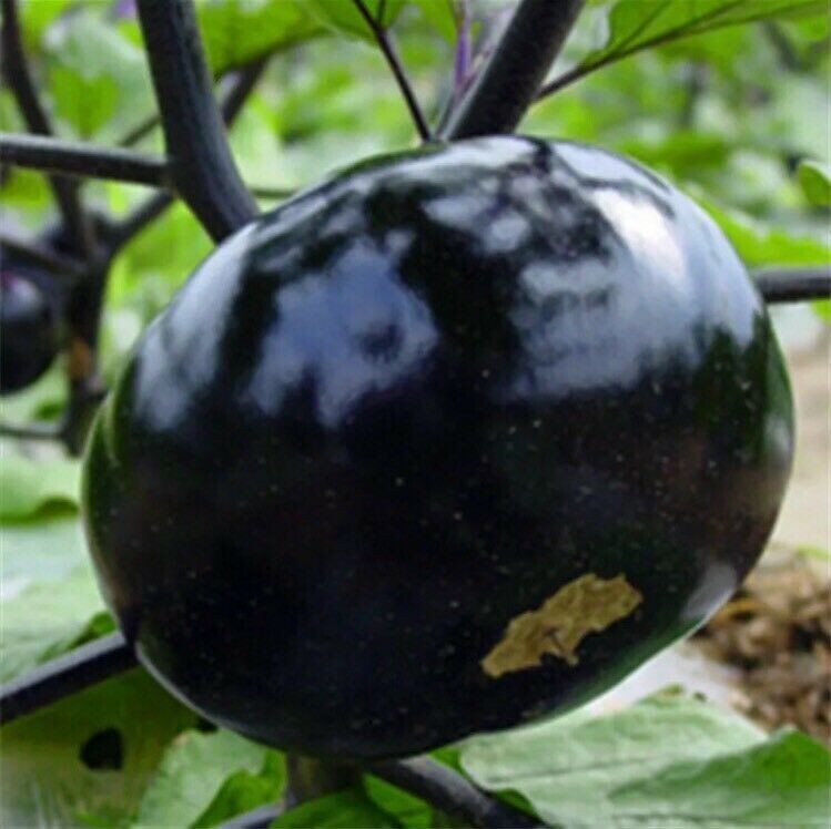Organic 50 Pcs Black Eggplant Seeds Green Vegetable For Garden Planting
