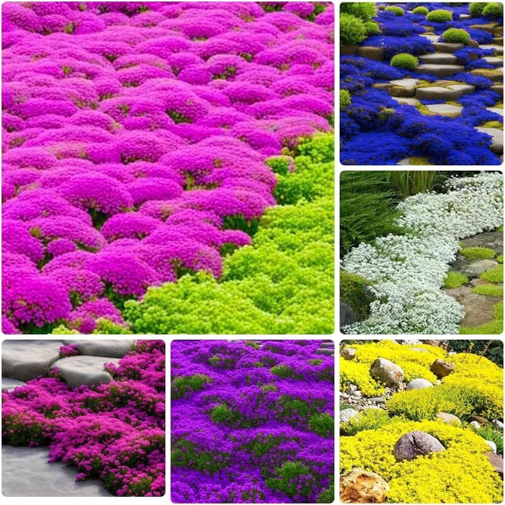 10000+ Mix Creeping Thyme Seeds Wild Creeping Thyme Seeds for Planting Thymus…