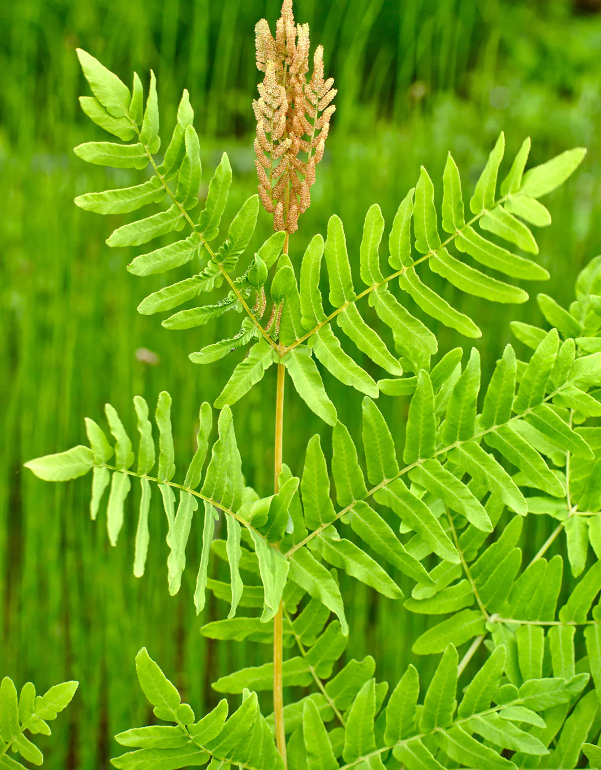 Royal Fern – 3 root divisions