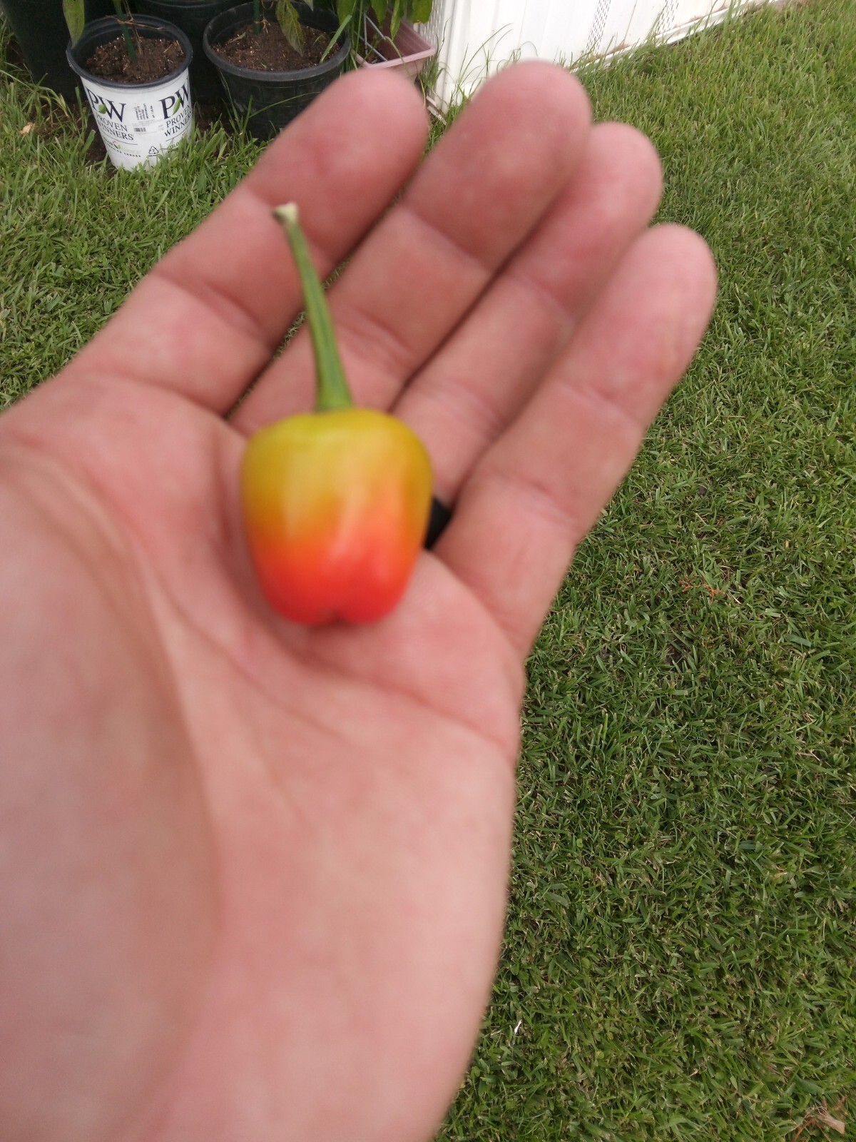 Purple Side Kick Pepper Seeds (Sweet&Spicy)