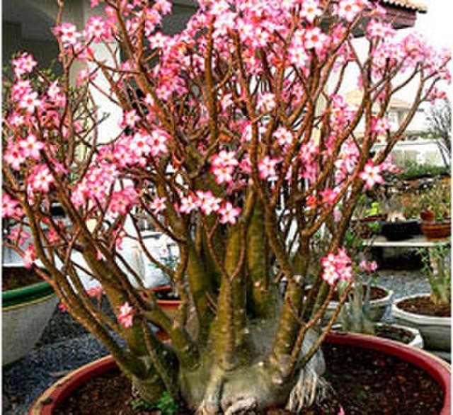 Desert Rose Adenium arabicum (green caudex) 5 seeds FREE SHIPPING!