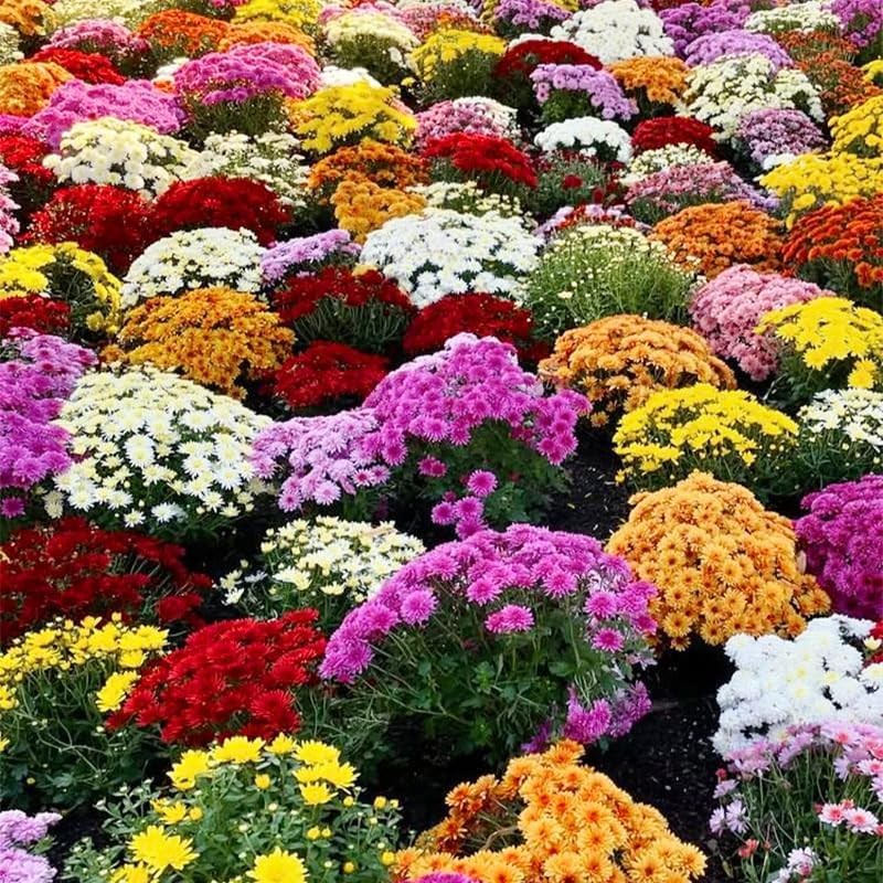 1200 Mixed Tanacetum Chrysanthemum Seeds – Colorful Flower Seed Pack