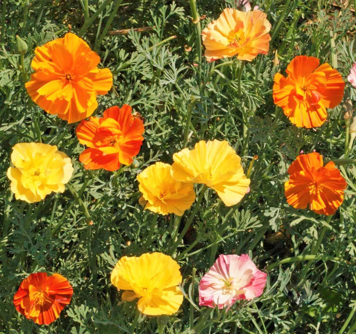 Ballerina Mix California Poppy Seeds | Rainbow Iceland Paper Flower Seed 2024